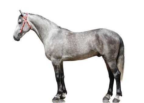 Photo about The gray stallion Orlov trotter breed stand isolated on white background. side view. Image of horse, gallop, conformation - 114529025 Horses Side View, Horse Frontal View, Animals Side View, Horse Side View, Orlov Trotter, Dragon Inspiration, Black And White Photography Portraits, Horse Images, Side Portrait