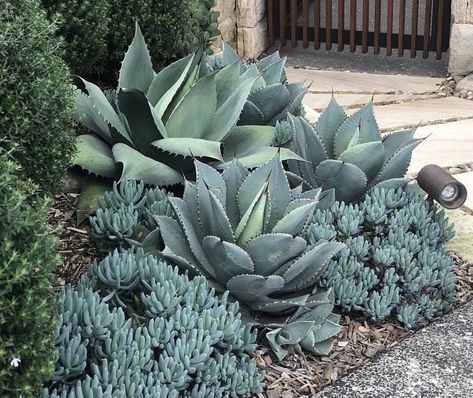 Brownstone Backyard, Blue Chalk Sticks, Mary's Garden, Plant Vibes, Chalk Sticks, Succulent Garden Landscape, Succulent Landscape Design, Simple Garden, Succulent Garden Design