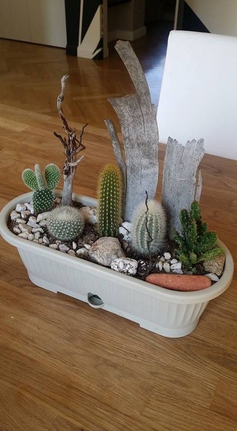 Mini Cactus Garden, Kaktus Dan Sukulen, Cactus Arrangement, Cactus Terrarium, Indoor Cactus, Succulent Garden Design, نباتات منزلية, Succulent Garden Diy, Mini Cactus