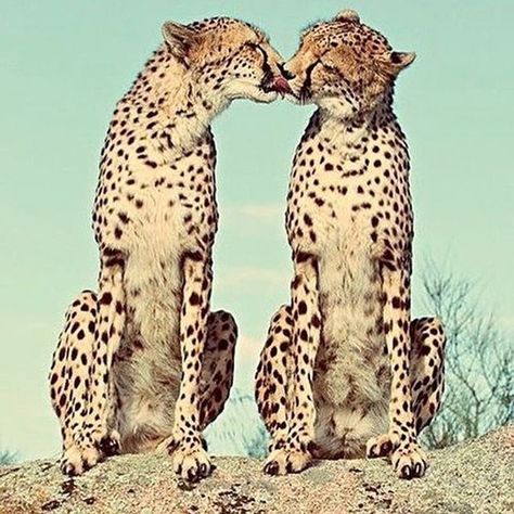 Its Thursday so heres a couple of cheetahs <333  #eastmeetswest Animals Kissing, Cheetah Cubs, Cheetahs, Large Cats, African Animals, Wildlife Animals, Beautiful Cats, 귀여운 동물, Animals Friends