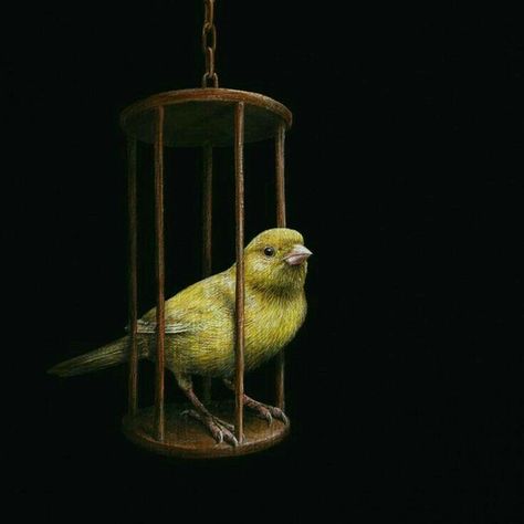 Caged Animals Art, The Caged Bird Sings, Architecture Drawing Sketchbooks, Weird Images, Yellow Bird, Aesthetic Painting, Animal Sketches, Mini Canvas Art, Painting Class