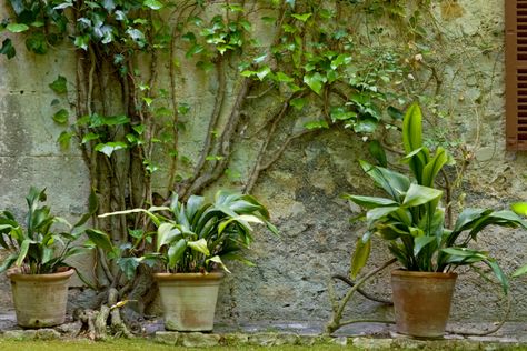 Wall Climbing Plants, Peeling Wall, Decorative Trellis, Covered Backyard, Hydrangea Petiolaris, Garden Blocks, Cinder Block Walls, Hiding Ugly, Wood Trellis