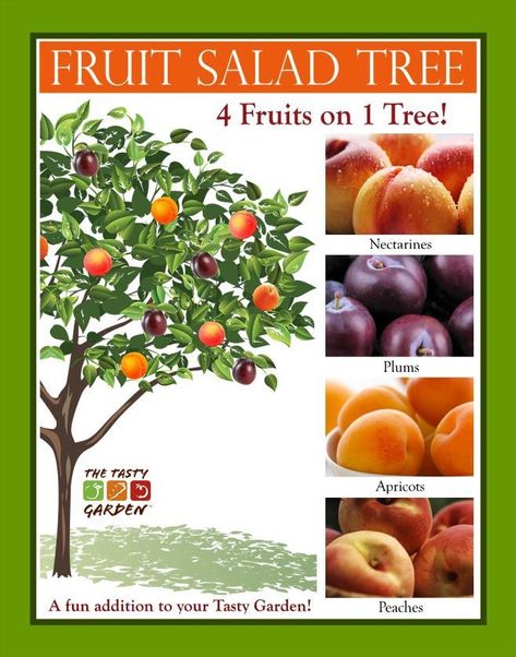 Garden Schedule, Fruit Tree Orchard, Fruit Salad Tree, Self Sustaining Home, Plant Grafting, Vegetable Greenhouse, Tree Orchard, Grafting Fruit Trees, Fruit Trees In Containers