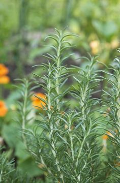 Everything You Need to Know About Growing Rosemary — Herb Gardening 101 | The Kitchn Rosemary Herb, Growing Rosemary, Tattoo Plant, Rosemary Plant, Gardening Herbs, Growing Gardens, Herbs Garden, Garden Herbs, Herb Gardens