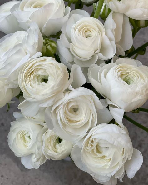 Add Soft Texture and Lasting Impressions to Arrangements With the Ranunculus Clooney White - Article on Thursd Ranunculus Wedding, Skincare Aesthetics, Classic Wedding Bouquet, Mums Wedding, Ranunculus Bouquet, Blue White Weddings, Flower Identification, White Ranunculus, March Wedding