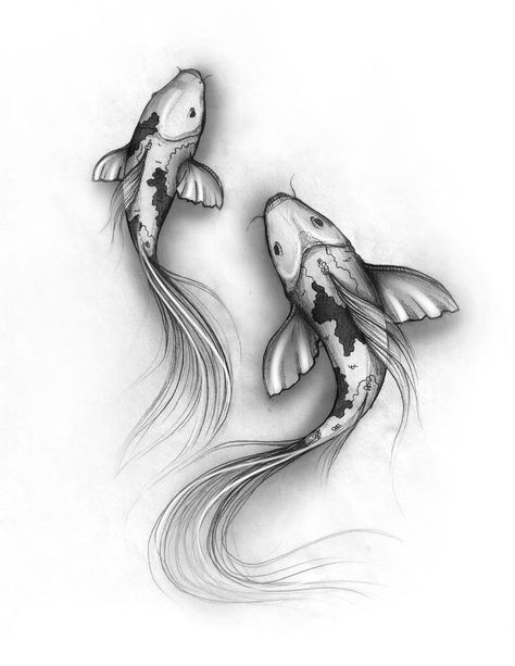 Pencil Drawings Of Koi Fish | View topic - Couples that just arent straight • Male only RP ... Karp Koi, Fish Sketch, Coy Fish, Koi Fish Drawing, Fish Drawing, Pisces Tattoos, Koi Art, Koi Tattoo, Koi Fish Tattoo