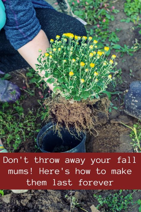 3 Tips to Extend Chrysanthemum Blooms & How to Winter Them Over Are Mums Perennials, How To Take Care Of Mums In Pots, Mum Garden Ideas, Planting Mums In Ground In Fall, Mums Flowers Front Porch, Perennial Mums, Fall Chrysanthemums, Winter Potted Plants, Chrysanthemum Care