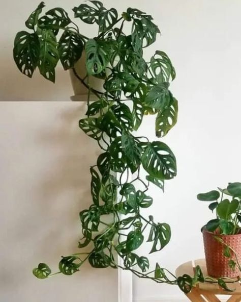 Best Plants You Need According To Your Zodiac Monstera Plant Aesthetic, Hanging Monstera, Monstera Decor, Vertical Wall Planters, Plant Goals, نباتات منزلية, Household Plants, Hanging Plant Wall, Plants Are Friends