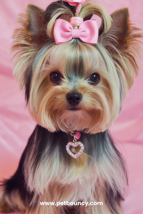 Looking for Yorkie haircuts that resonate with your pup’s personality? Find a variety of styles, from cute Yorkie haircuts to sophisticated cuts, that suit every Yorkie’s vibe. Save this pin to make your pup runway-ready!#doghaircuts #professionaldogstyling #petgrooming #doghaircutideas #doghaircutstyles #dogsalon #dogfashion #doghaircare #dogbeauty #doghairinspo Yorkie Puppy Haircuts Female, Yorkie Hairstyles Girl, Yorkie Haircuts Female, Cute Yorkie Haircut, Different Haircut Styles, Yorkie Puppy Haircuts, Chocolate Yorkie, Yorkie Haircut, Yorkie Cuts