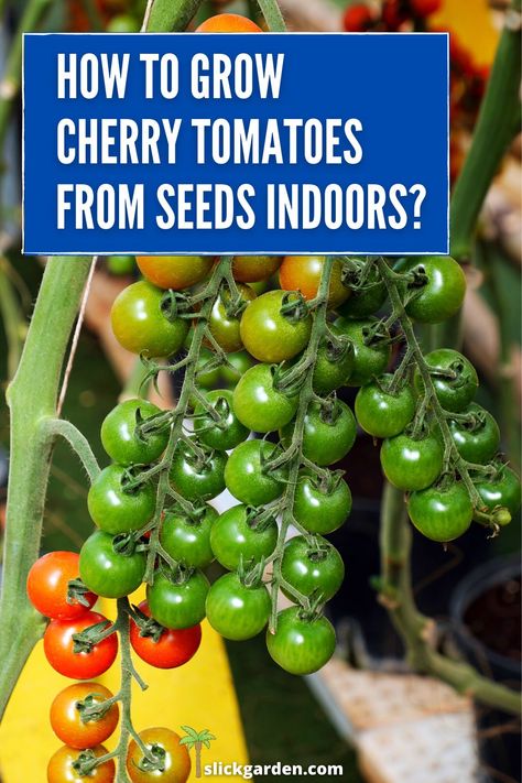 How to grow cherry tomatoes indoors from seeds? The main advantage of growing cherry tomatoes indoors is that they will ripe faster than regular tomatoes. Most of the variety of cherry tomatoes will start to produce flowers within one month. Grow Cherry Tomatoes, Indeterminate Tomatoes, Grow Plants From Seeds, Grow Watermelon, Herb Planting, How To Grow Cherries, Raised Garden Ideas, Growing Cherry Tomatoes, Bee Yard