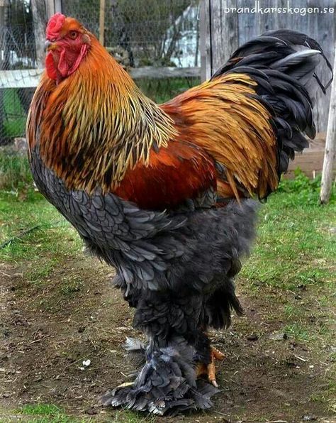 One fancy rooster Chicken Pets, Brahma Rooster, Tattoos Pets, Cute Anime Profile, Pet Tattoo Ideas, Chicken Aesthetic, Pet Drawings, Brahma Chicken, Chickens Farm