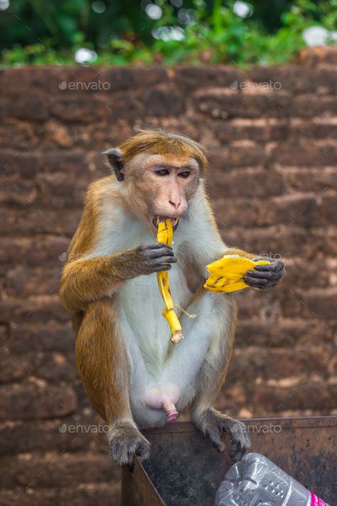 Monkey Eating Banana, Indian Monkey, Monkey Sitting, Eating Banana, Mother And Baby Animals, Monkey Banana, Monkey And Banana, Eating Bananas, Animal Reference