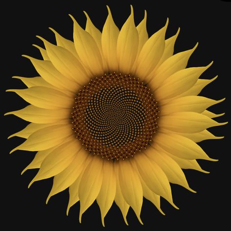 I made this image using Fibonacci's golden ratio. Check out this animated version... https://vanderbei.princeton.edu/Sunflower/index.html Maths In Nature, Fibonacci Golden Ratio, The Golden Ratio, Golden Ratio, Art Project, The Golden, Art Projects, Sunflower, Photography