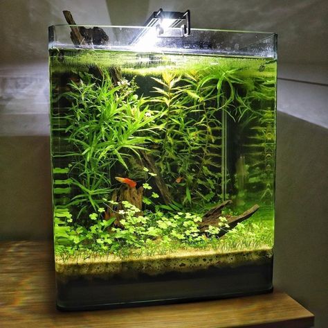 Walstad Aquarium, Cube Aquarium, Fish Aquarium Decorations, Aqua Tank, Fish Tank Terrarium, Cool Fish Tanks, Aquascape Design, Tropical Fish Aquarium, Tropical Fish Tanks