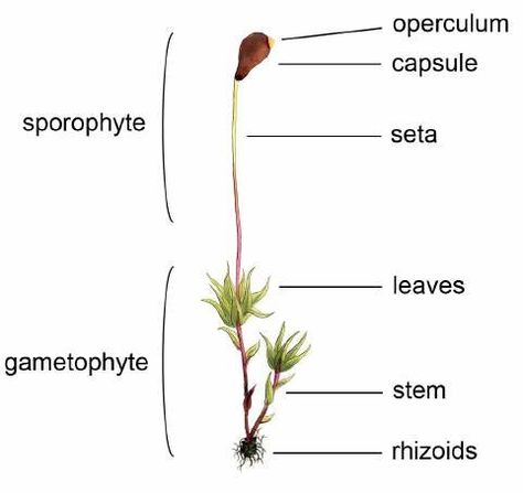 Biology Diagrams, Science Diagrams, Plant Physiology, Scientific Drawing, Chemistry Education, Scientific Diagram, Botany, Biology, Chemistry