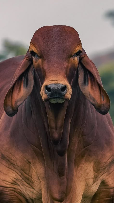 Cattle Pictures, Agriculture Pictures, Brahman Cattle, Good Night In Spanish, Agriculture Photography, Anatomical Heart Art, Breeds Of Cows, Traditional Invitation, Go Wallpaper