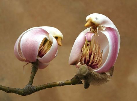 Living Morganism 🌱 on Twitter: "This flower, the magnolia lilflora, looks freakishly like a bird. Go home evolution, you're drunk… " Yulan Magnolia, Temple Gardens, Strange Flowers, Magnolia Flowers, Magnolia Blossom, Unusual Plants, Unusual Flowers, Airbrush Art, Rare Flowers