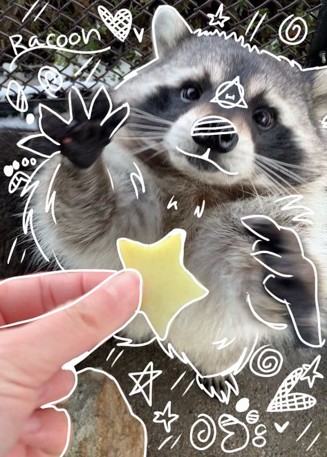 Raccoon Pfp, Raccoon Hands, Grunge Posters, Cute Small Animals, Panda Art, Cute Raccoon, Cute Ideas, Silly Cats Pictures, Warrior Cat