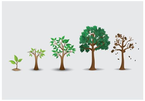 Free Tree Lifecycle Vector Seed Illustration, Tree Life Cycle, Tree Growth, Plant Icon, Cross Vector, Simple Tree, Tree Icon, Plant Vector, Vector Trees