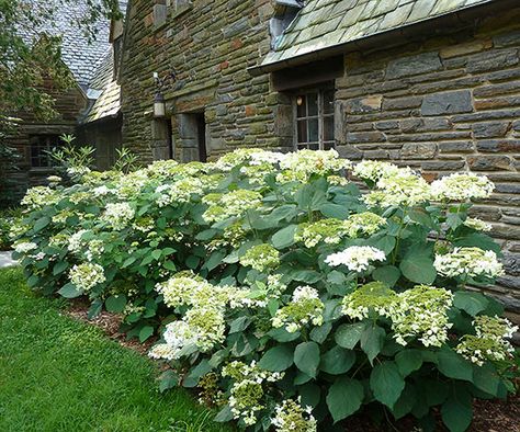 'Haas' Halo' Smooth Hydrangea Incrediball Hydrangea, Fence Yard, Annabelle Hydrangea, Hydrangea Landscaping, Big Leaf Hydrangea, Types Of Hydrangeas, Hydrangea Varieties, Smooth Hydrangea, Hydrangea Arborescens