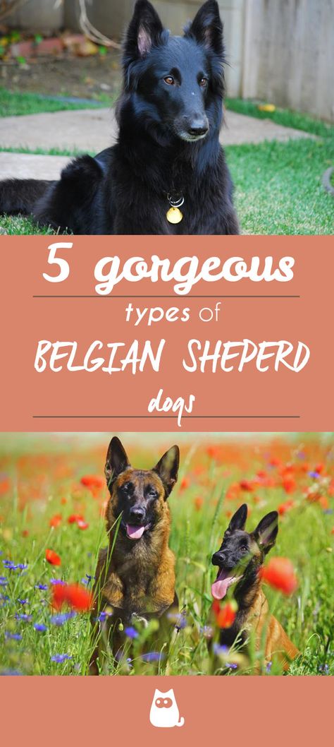 Types Of Shepherd Dogs, Belgium Shepherd, Belgian Shepherd Groenendael, Belgian Dog, Dog Types, Belgian Tervuren, Living With Dogs, Belgian Shepherd, Dogs Cute