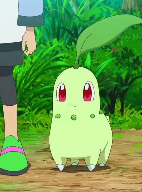 Pokemon Lore, Meganium Pokemon, Pokemon Screencaps, Pokemon Green, Pokemon Meowth, Green Pokemon, All Anime Characters, Ash Pokemon, Pokemon Theme