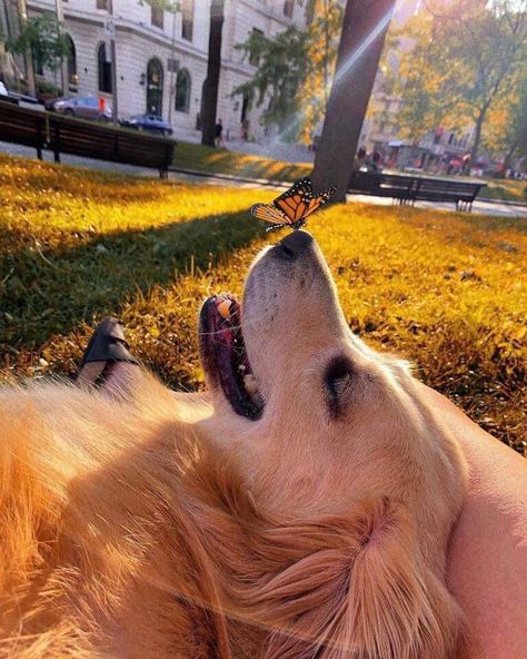 I like to think the butterfly is booping the dogs nose #Music #IndieArtist #Chicago Golden Hour Forest, Pet Friendly Hotel, Dog Nose, Funny Girls, Dog Pics, Pictures Of Dogs, Shih Tzus, Animals Dogs, Pet Pictures