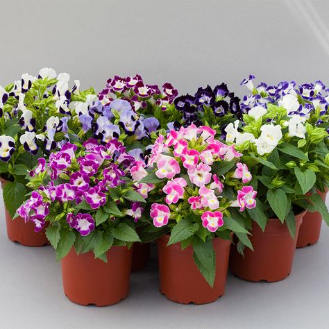 Hi-Lite™ Mix | Syngenta Flowers Torenia Flowers, Seed Starter Kit, Seed Starter, Border Plants, Easy Care Plants, Plant Seeds, How To Attract Hummingbirds, Flowers Garden, Edible Flowers