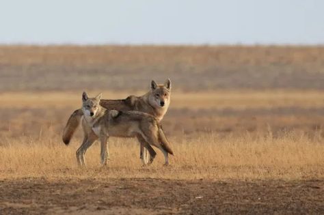 Russian Wolf, Sea Wolf, Human Environment, Forest Ecosystem, Sea Cow, Wolf Photography, Arctic Wolf, Seal Pup, Caspian Sea