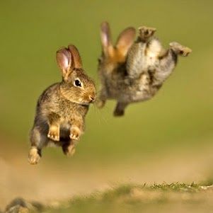 I get so excited!!! #bunny Baby Rabbits, English Summer, Love Bunnies, Instagram Baby, Funny Bunnies, Bunny Rabbits, Baby Bunnies, A Bunny, Cute Animal Pictures