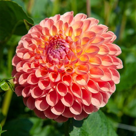 Dahlia Jowey Nicky, Peach Dahlia, Dahlia Labyrinth Two Tone, Peaches And Cream Dahlia, Dahlia Flower Garden, Easy To Grow Flowers, Apricot Desire Dahlia, Seed Favors, American Meadows