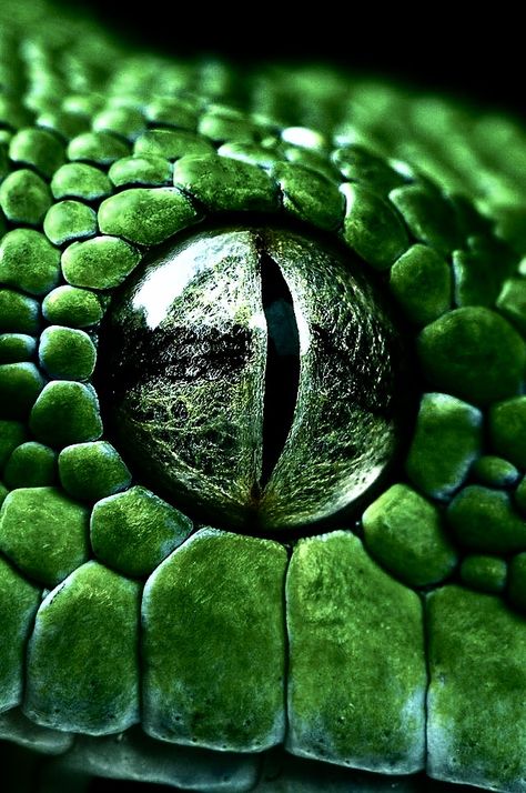 Reptile Eye, Close Up Art, Regard Animal, Foto Macro, Photo Halloween, Snake Wallpaper, Green Pictures, Dark Green Aesthetic, Slytherin Aesthetic