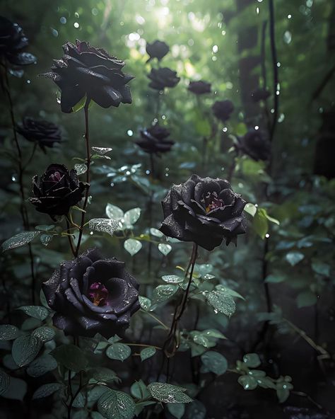 Savage Garden, Garden Tattoos, Black Rose Flower, Gothic Flowers, Goth Garden, Gothic Garden, Castle Garden, Black Roses, Dark Flowers