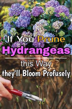 Prune Hydrangeas, Pruning Hydrangeas, Hydrangea Care, Growing Hydrangeas, Hydrangea Garden, Have Inspiration, My Secret Garden, Flowers Gardening, Garden Yard Ideas