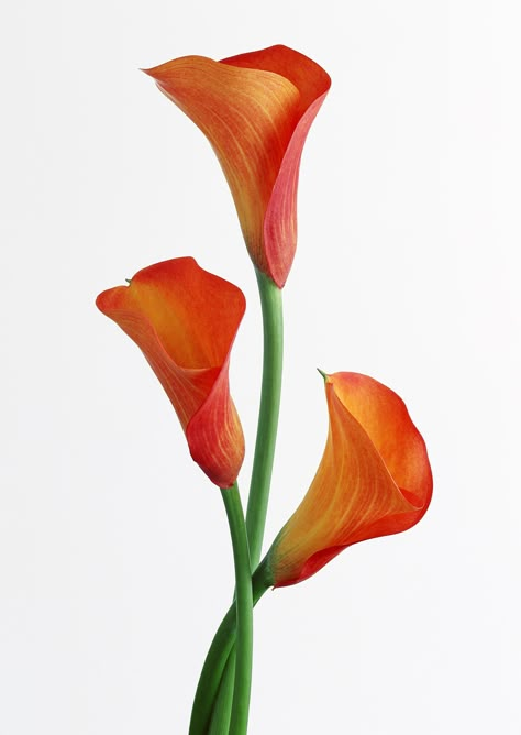 "Orange Calla Lily Trio Cross Stitch Pattern (DE138) PDF Pattern. This pattern is an instant download PDF. Size: 70w x 98h stitches 18 Count Aida: Stitch Area:  3 3/4w x 5 1/2h inches or 9.9w x 13.8h cm Fabric Size with 2-inch (5 cm) margin: 8w x 9h inches or 20w x 24h cm 16 Count Aida: Stitch Area: 4 1/2w x 6 1/4h inches or 11.1w x 15.6h cm Fabric Size with 2-inch (5 cm) margin: 8w x 10h inches or 21w x 26h cm 14 Count Aida: Stitch Area: approx. 5w x 7h inches or 12.7w x 17.8h cm Fabric Size wi Orange Calla Lily, White Flower Pictures, Orange Wedding Themes, Calla Lily Flowers, Flower Identification, Orange Leaf, Orange Wedding, Peach Flowers, Beautiful Flowers Pictures