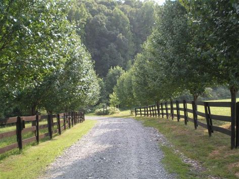 a long gravel drive way leading to my house. Driveway Trees, Entrance Driveway, Gravel Drive, Beautiful Driveways, Driveway Entrance Landscaping, Long Driveway, Farm Entrance, Tree Lined Driveway, Driveway Entrance