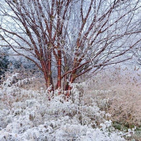 Anglesey Abbey, Ornamental Cherry, Trees For Front Yard, Flowering Cherry Tree, Ornamental Trees, Winter Walk, Traditional Garden, Buy Plants, City Garden