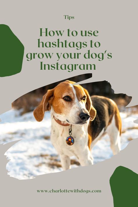 Dog Hashtags, Pet Social Media, Hastag Instagram, Instagram Spaces, Hashtag Strategy, Pet Sitting Business, How To Use Hashtags, Dog Instagram, Training Business