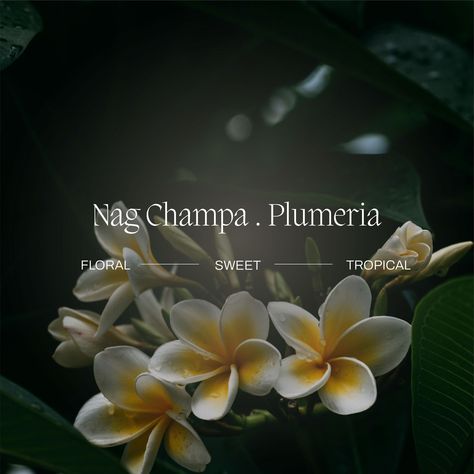 Elevate your senses and unwind with our Nag Champa Plumeria Incense Sticks, where floral sweetness meets tropical tranquillity. Handmade with all-natural ingredients, these incense sticks not only fill your space with a delightful fragrance but also offer relief from inflammation, headaches, and insomnia. Embrace the gentle breeze of relaxation and self-care with every burn. . . . . . . . . #NamoMonk #IncenseMagic #incenselover #ethicallymade #findyourcalm #luxuryincense #modernmonk #mindfulness Nag Champa, Incense Sticks, Insomnia, Headache, Incense, Natural Ingredients, All Natural, Self Care, Relaxation