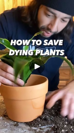 Sick Plants, Plant Remedies, Plant Guy, Mosquito Plants, Plant Care Houseplant, Plant Hacks, Plant Problems, Growing Plants Indoors, Indoor Plant Care