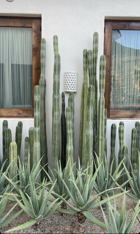 Cactus Backyard Landscaping Ideas, Cactus Landscape Design, Arizona Yard Ideas, Arizona Plants Backyards, Cacti Landscaping, Dessert Landscape Front Yard, Arizona Home Interior, Cactus Landscaping Front Yards, Arizona Patio Ideas