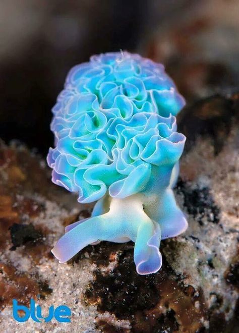 Blues. Blue Nudibranch, Sea Slugs, Sea Anemone, Deep Sea Creatures, Sea Snail, Sea Slug, Beautiful Sea Creatures, Underwater Creatures, Underwater Life