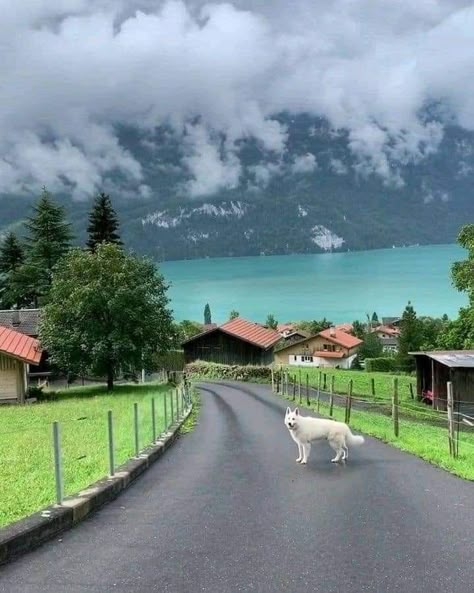 Switzerland aesthetic. Summer in Switzerland Switzerland Aesthetic wallpaper ideas. Switzerland. Switzerland Travel Summer, Switzerland Travel Winter, Blausee Switzerland, Switzerland House, Switzerland Wallpaper, Switzerland Travel Itinerary, Locarno Switzerland, Lake Geneva Switzerland, Switzerland Aesthetic