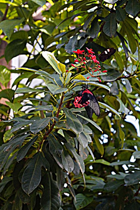 Picture taken by George Starr at the Denver Butterfly Pavilion. https://www.butterflies.org/ 6252 West 104th Ave. Westminster, CO 80020 Butterfly Pavilion, Colorado Travel, Westminster, Plant Leaves, Plants, Photography