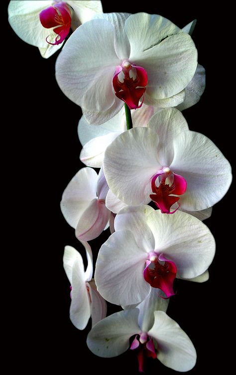 Orchid Photo, Exotic Orchids, Orchid Color, Flower Nursery, The Secret Garden, Purple Orchids, Beautiful Orchids, Rare Flowers, White Orchids