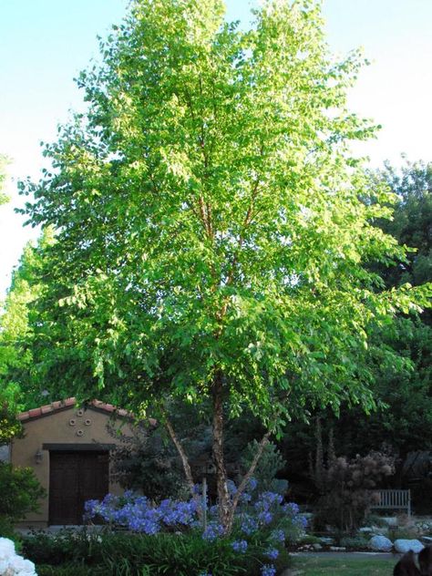 European White Birch, River Birch Trees, Betula Nigra, Low Maintenance Landscaping Front Yard, Birch Trees Landscaping, Monrovia Plants, River Birch, Low Maintenance Landscaping, Birch Trees