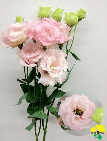 lisianthus granas light pink Sarah Patrick, Flower Soft, Marquee Wedding, Sustainable Home, Garden Inspiration, Soft Pink, Floral Wedding, Light Pink, Floral Wreath