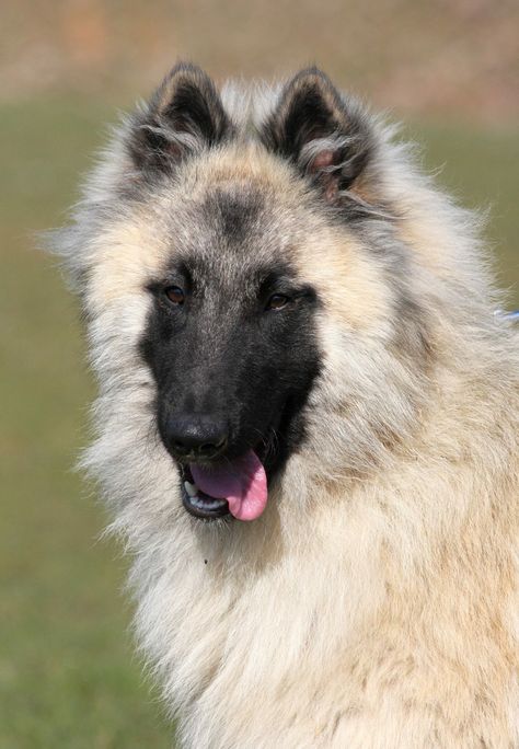 Belgian Turveren, Shiloh Shepherd Dog, Belgian Dog, Cat Breeds List, Berger Malinois, All Cat Breeds, Belgian Tervuren, Belgian Sheepdog, K9 Dogs