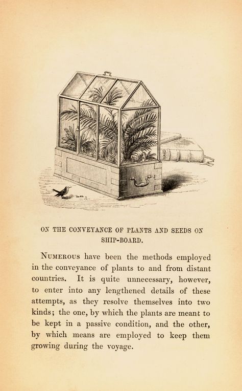 The history of terrariums: the Wardian case Wardian Case, Garden Inspo, Room Garden, Garden Fence, Secret Garden, Terrarium, Fern, The History, Character Inspiration