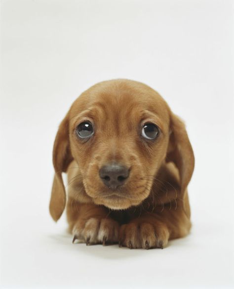 Now this is the powerful impact of puppy eyes! Puppy Dog Eyes, Cute Dog Photos, Weenie Dogs, Dog Eyes, Dachshund Puppy, Dachshund Love, Puppy Eyes, Weiner Dog, Baby Dogs